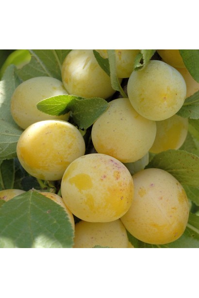 Prunus Flavour Queen